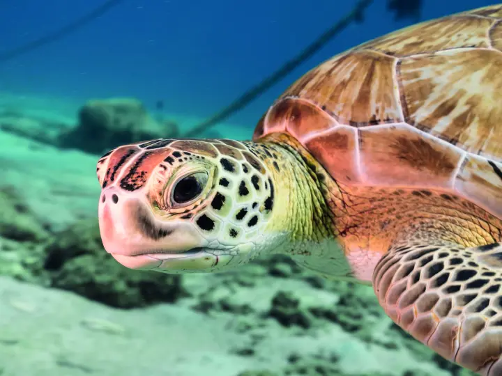 Onderwater & Snorkeling Tours